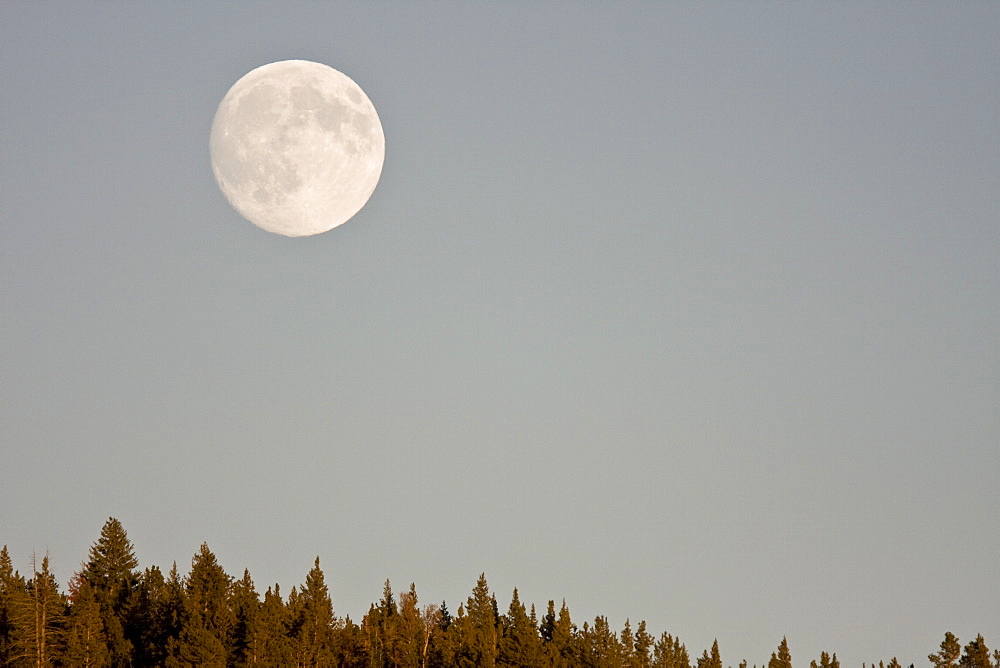 A full moon rising over the Haden Valley in Yellowstone National Park.in the late fall.