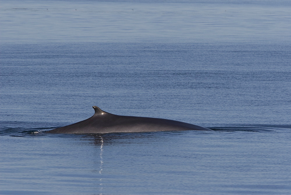 Adult fin whale (Balaenoptera physalus) surfacing in the calm waters off Isla San Esteban in the midriff region of the Gulf of California (Sea of Cortez), Baja California, Mexico