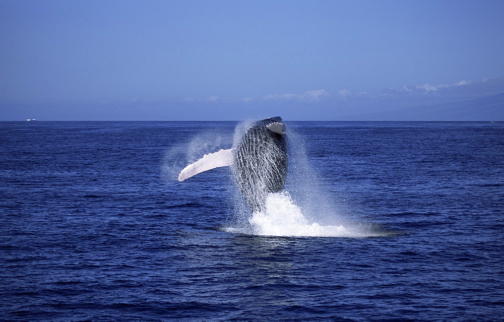 Humpback whale (Megaptera novaeangliae) breaching with long white pectoral fins visible. Hawaii, USA.