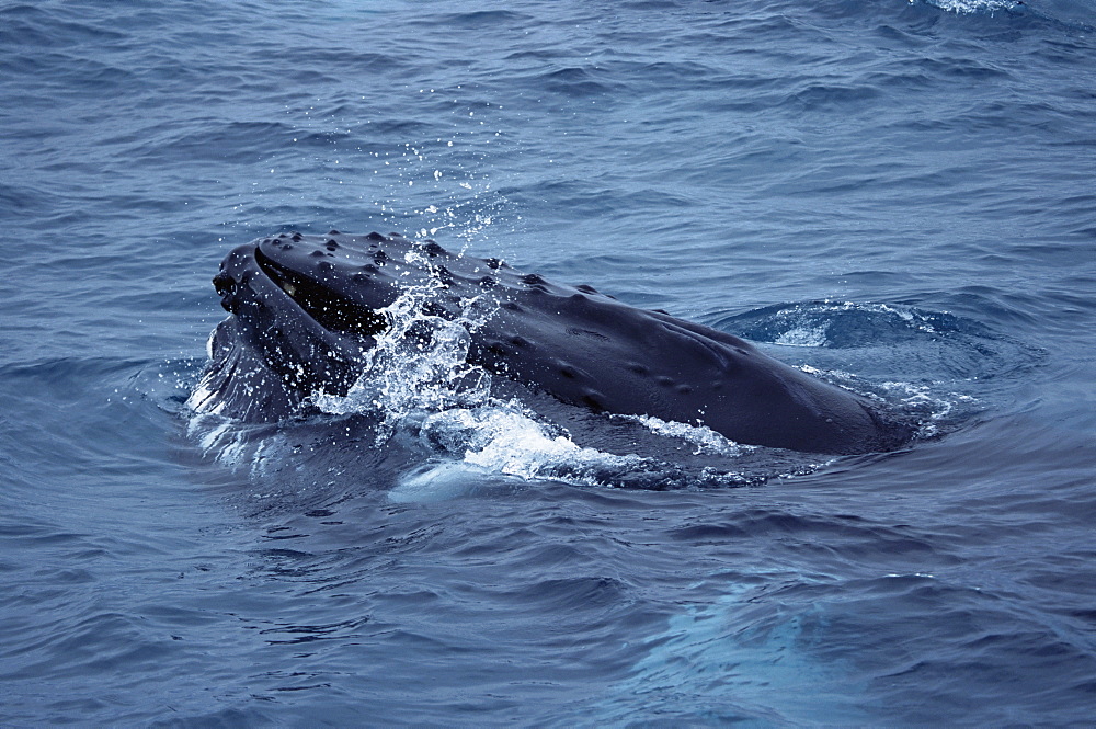 Humpback whale (Megaptera novaeangliae) surfacing while feeding with throat groves expanded to engulf water containing itsr prey. Olafsvik, Iceland.