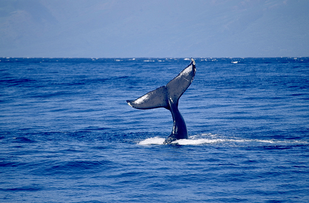 Humpback whale, Megaptera novaeangliae, at surface, man in inflatable dinghy in background Monterey, California, USA