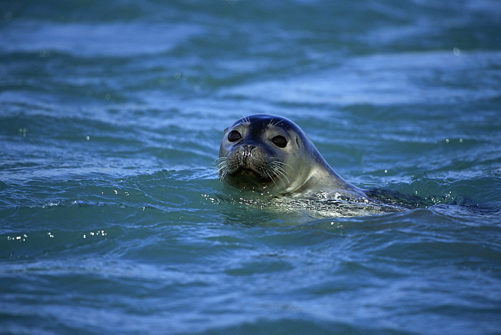 Harbour or Common seal (Phoca vitulina) Jokulsarlon glacial lagoon, SE Iceland.