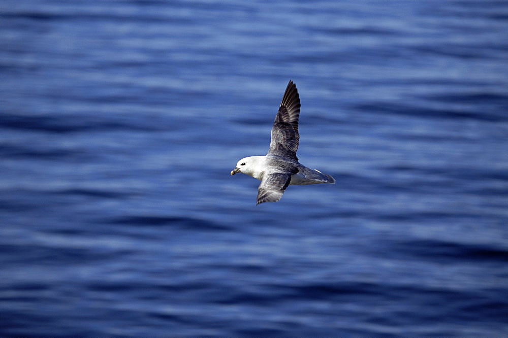 Fulmar (Fulmar glacialis) soaring characteristically over the sea. Iceland