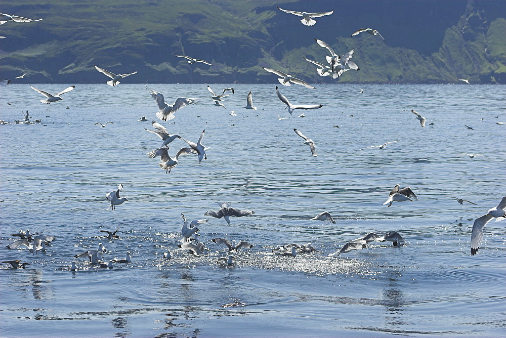 Kittiwakes (Rissa tridactyla) attacking sand eel baitball Isle of Mull, Western Scotand 