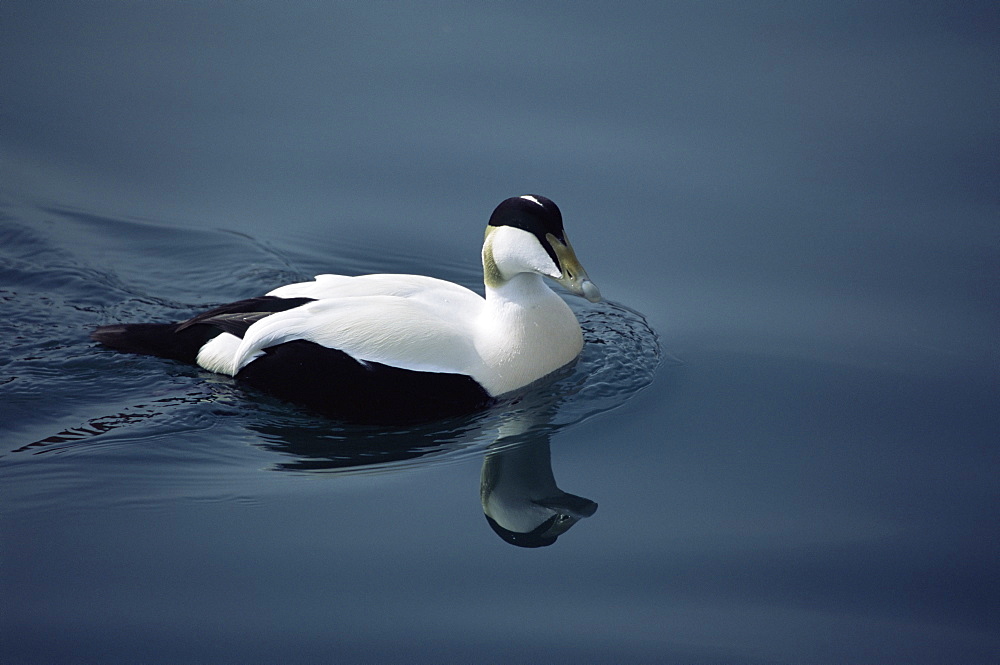 Male Eider (Somateria mollissima) in breeding plummage. Iceland