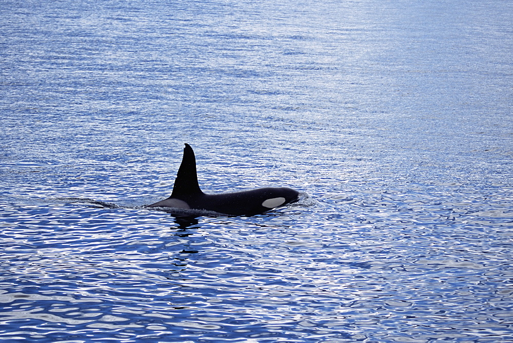 Adult male Killer whale (Orcinus orca). Olafsvik, Iceland.