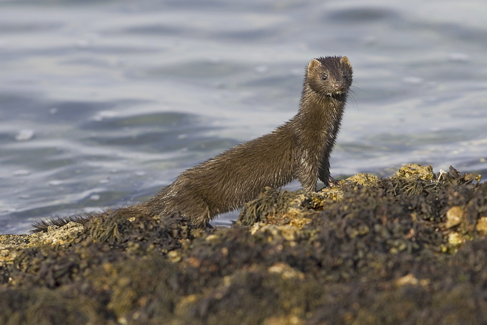 American mink (Mustela vison). Non-native species in the UK considered a threat to ground-nesting birds and water voles in particular. Widespread as a result of escapes from fur farms since the 1950s. Hebrides, Scotland