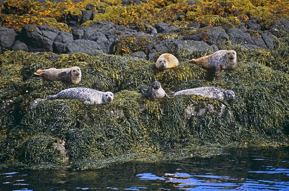 Common seal (Phoca vitulina).  Hebrides, Scotland