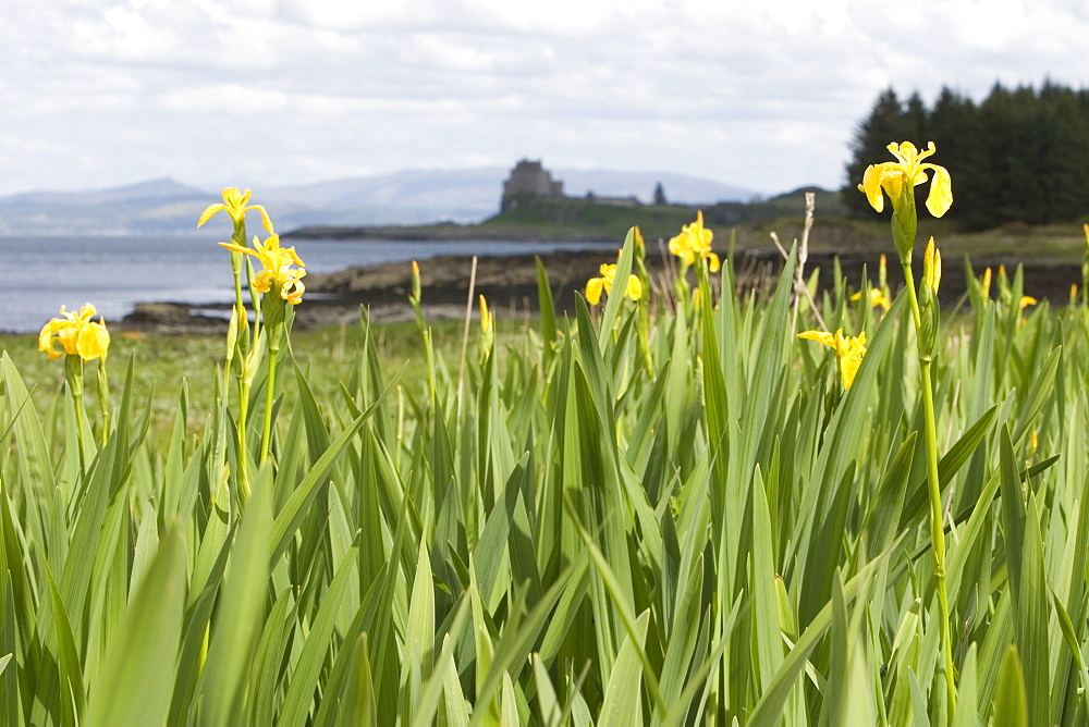 Wild iris ().  Unlike variants grown outwith the wild, reportedly all wild irises are yellow in colour.  Hebrides, Scotland.