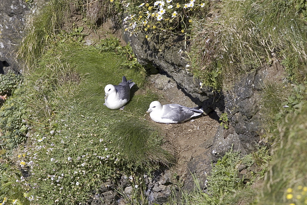 Fulmar (Fulmarus glacialis) at nest site.  Hebrides, Scotland