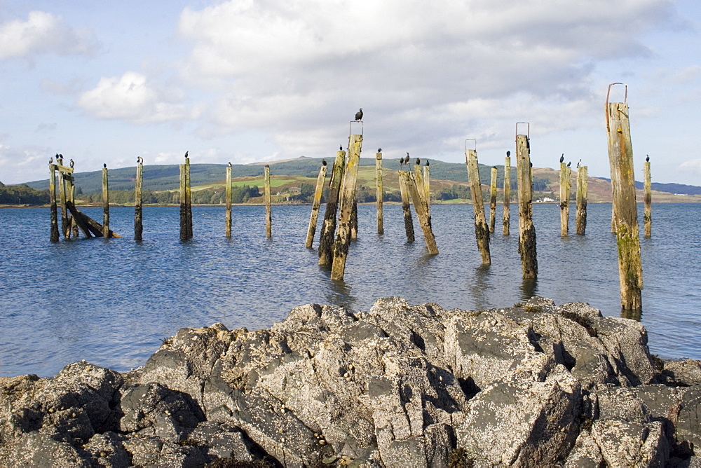 Shag (Phalacrocorax aristotelis) on old pier.  Shags use the old pier at Salen. Isle of Mull, throughout the year from which to forage in the Sound of Mull.  Hebrides, Scotland