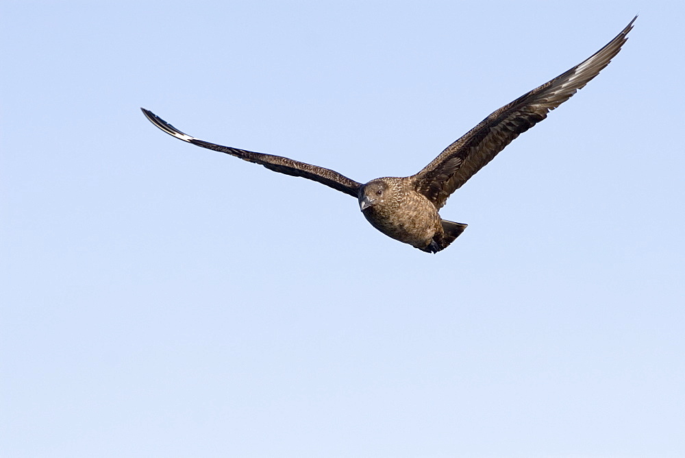 Great skua (Stercorarius skua).  Great skuas will often approach boats at sea in the hope of food and will kill other birds up to and including great black-backed gulls.  Hebrides, Scotland