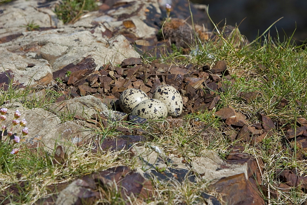 Nest of oystercatcher (Haematopus ostralegus).  This nest was in exactly the same position for two consecutive breeding seasons.  Hebrides, Scotland.