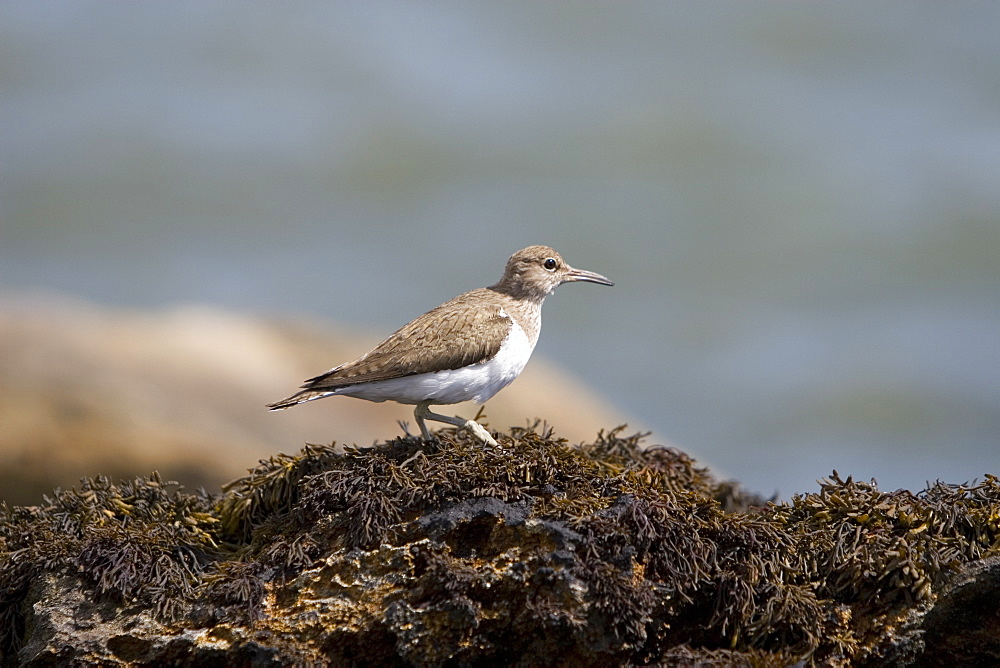 Common Sandpiper (Actitis hypoleucos) on rocky marine foreshore.  Hebrides, Scotland.