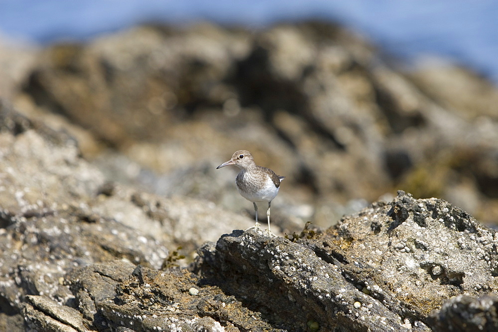 Common Sandpiper (Actitis hypoleucos) on rocky marine foreshore.  Hebrides, Scotland.