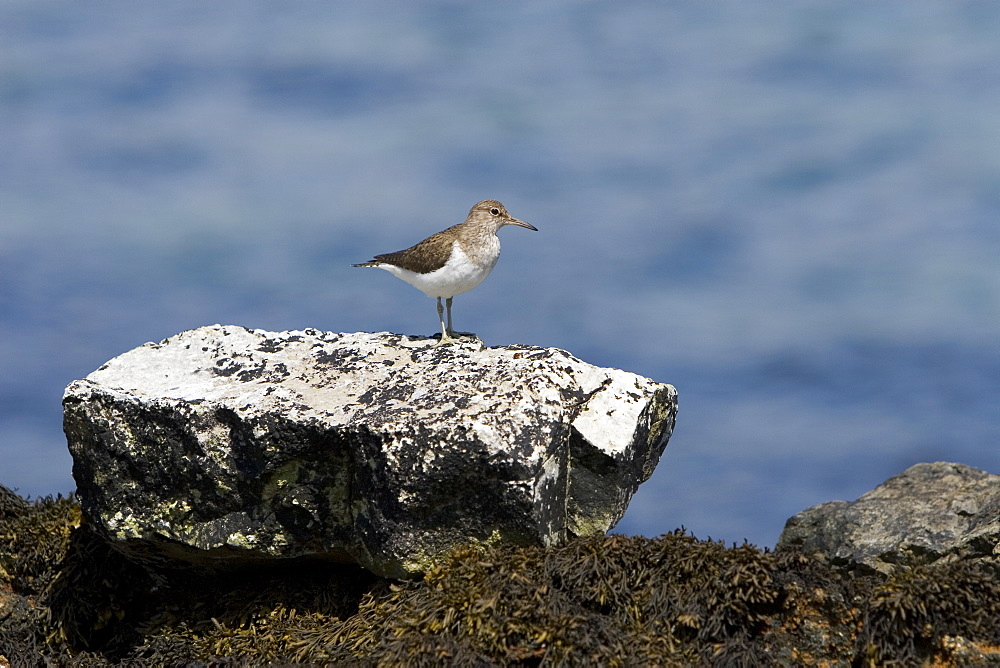 Common Sandpiper (Actitis hypoleucos) on rocky marine foreshore.  Hebrides, Scotland.