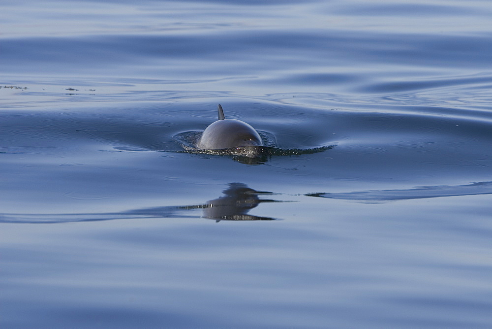Harbour porpoise (Phocoena phocoena). The west coast of Scotland remains a stronghold for the porpoise where it is far less likely to fall victim to fishery bycatch. Hebrides, Scotland