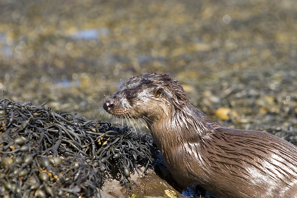 Eurasian river otter (Lutra lutra).  Hebrides, Scotland