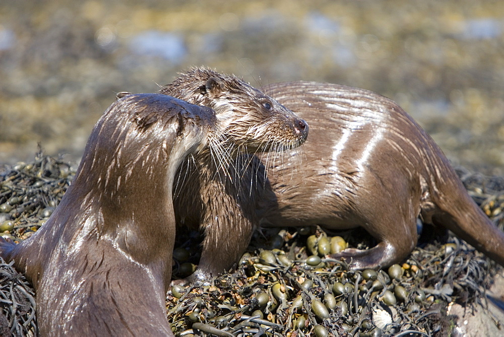 Pair of Eurasian river otters (Lutra lutra) foraging in and among the seaweed.  Otters on Scotland's west coast and islands have adapted well to making a living in the marine environment.  Hebrides, Scotland