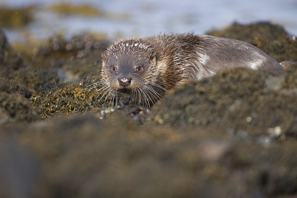 Eurasian river otter (Lutra lutra) resting in the seaweed and rocks.  Otters spend a great deal of time resting, usually close to the water's edge or on rocks just offshore.  This time is spent sleeping and preening fur etc.  Notice the recent injuries sustained by this otter around the head and neck area.  Hebrides, Scotland