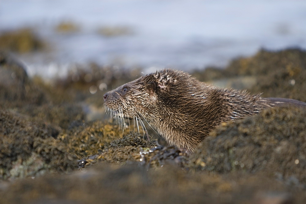 Eurasian river otter (Lutra lutra) resting in the seaweed and rocks.  Otters spend a great deal of time resting, usually close to the water's edge or on rocks just offshore.  This time is spent sleeping and preening fur etc.  Notice the recent injuries sustained by this otter around the head and neck area.  Hebrides, Scotland