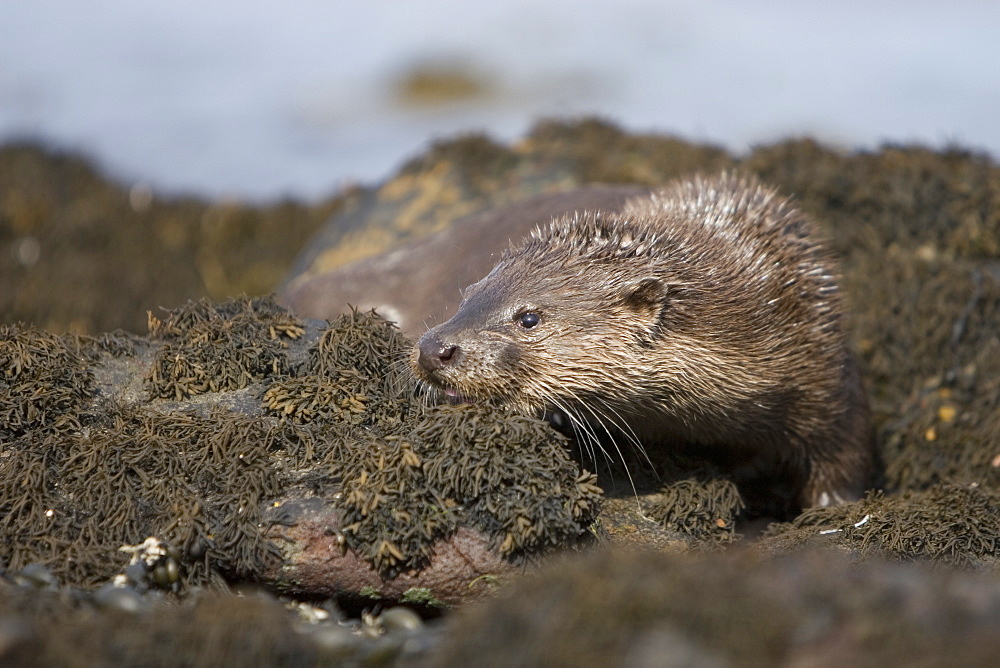 Eurasian river otter (Lutra lutra) resting in the seaweed and rocks.  Otters spend a great deal of time resting, usually close to the water's edge or on rocks just offshore.  This time is spent sleeping and preening fur etc.  Notice the recent injuries sustained by this otter around the head and neck area.  Hebrides, Scotland