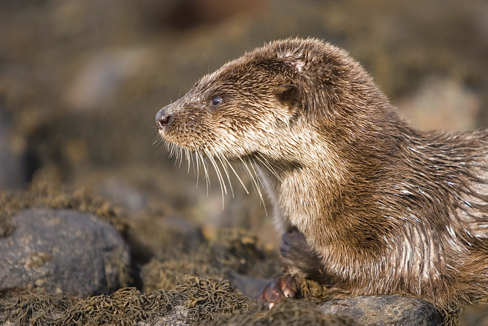 Eurasian river otter (Lutra lutra) resting in the seaweed and rocks.  Otters spend a great deal of time resting, usually close to the water's edge or on rocks just offshore.  This time is spent sleeping and preening fur etc.  Notice the recent injuries sustained by this otter around the head and neck area.  Hebrides, Scotland