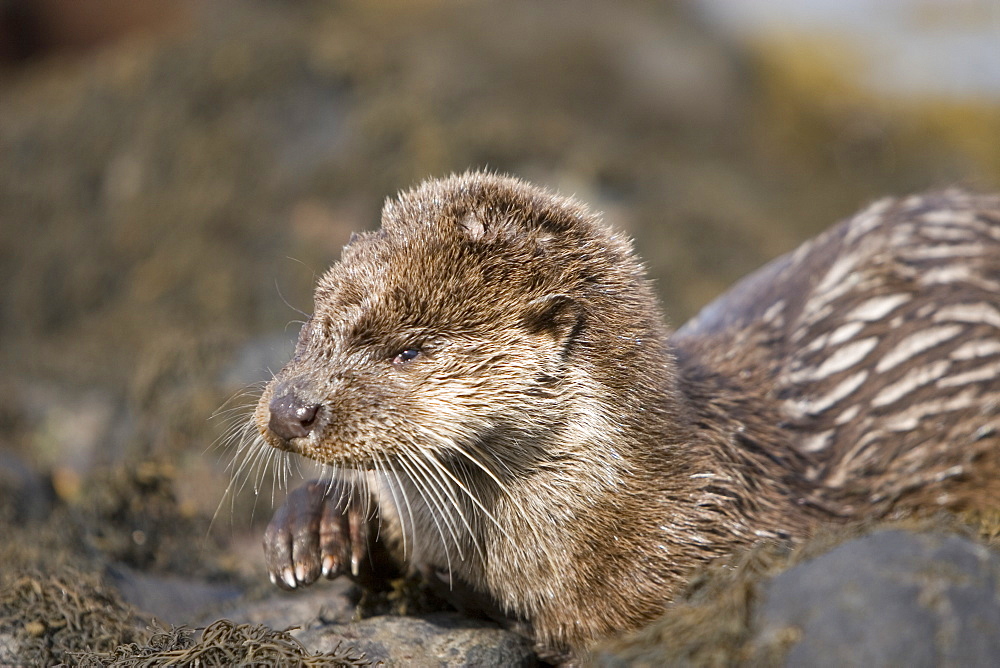 Eurasian river otter (Lutra lutra) resting in the seaweed and rocks.  Otters spend a great deal of time resting, usually close to the water's edge or on rocks just offshore.  This time is spent sleeping and preening fur etc.  Notice the recent injuries sustained by this otter around the head and neck area.  Hebrides, Scotland