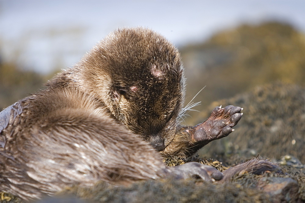 Eurasian river otter (Lutra lutra) resting in the seaweed and rocks.  Otters spend a great deal of time resting, usually close to the water's edge or on rocks just offshore.  This time is spent sleeping and preening fur etc.  Notice the recent injuries sustained by this otter around the head and neck area.  Hebrides, Scotland