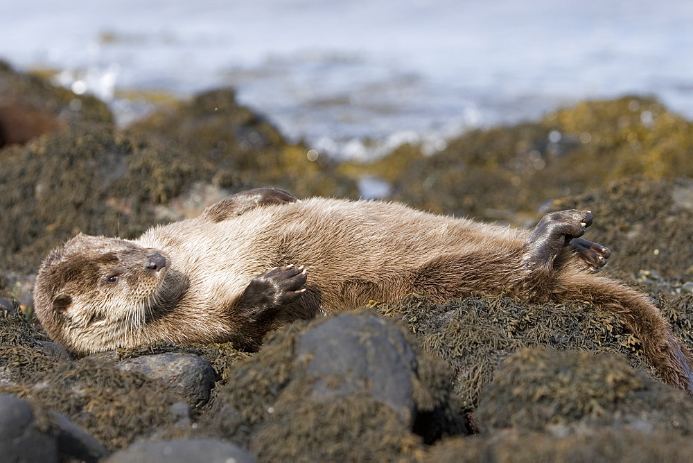 Eurasian river otter (Lutra lutra) resting in the seaweed and rocks.  Otters spend a great deal of time resting, usually close to the water's edge or on rocks just offshore.  This time is spent sleeping and preening fur etc.  Notice the recent injuries sustained by this otter around the head and neck area.  Hebrides, Scotland