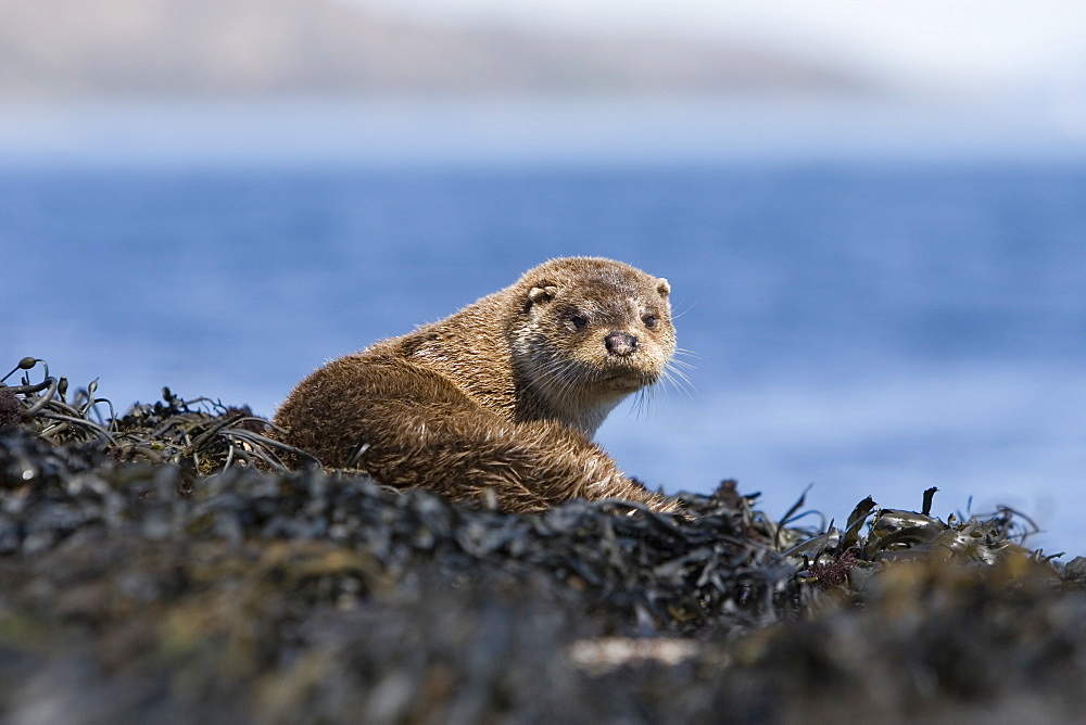 Eurasian river otter (Lutra lutra) resting on seaweed.  Otters spend a great deal of time resting ashore, usually near to the water's edge.  This time is spent sleeping and preening fur etc.  Visits ashore may also be to find fresh water to drink.  Hebrides, Scotland