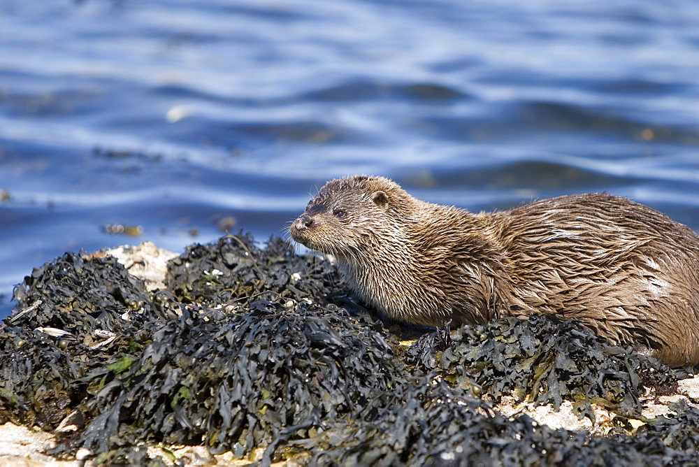 Eurasian river otter (Lutra lutra) resting on seaweed.  Otters spend a great deal of time resting ashore, usually near to the water's edge.  This time is spent sleeping and preening fur etc.  Visits ashore may also be to find fresh water to drink.  Hebrides, Scotland