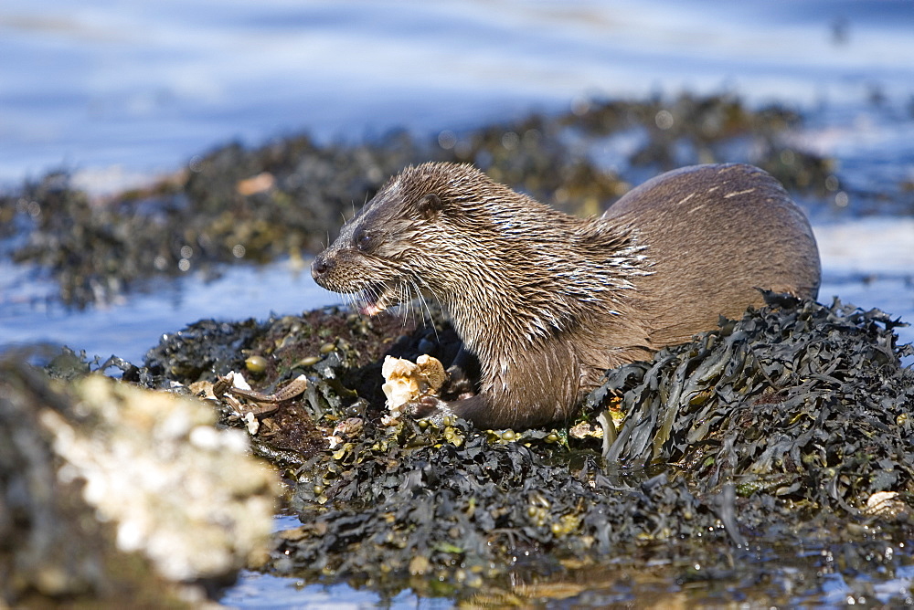 Eurasian river otter (Lutra lutra) eating a large crab.  Large fish and crabs are difficult to constrain and eat in the water so are often brought ashore.  Otters will sometimes swim realtively long distances in order to do so.  Hebrides, Scotland