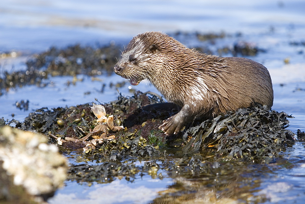 Eurasian river otter (Lutra lutra) eating a large crab.  Large fish and crabs are difficult to constrain and eat in the water so are often brought ashore.  Otters will sometimes swim realtively long distances in order to do so.  Hebrides, Scotland