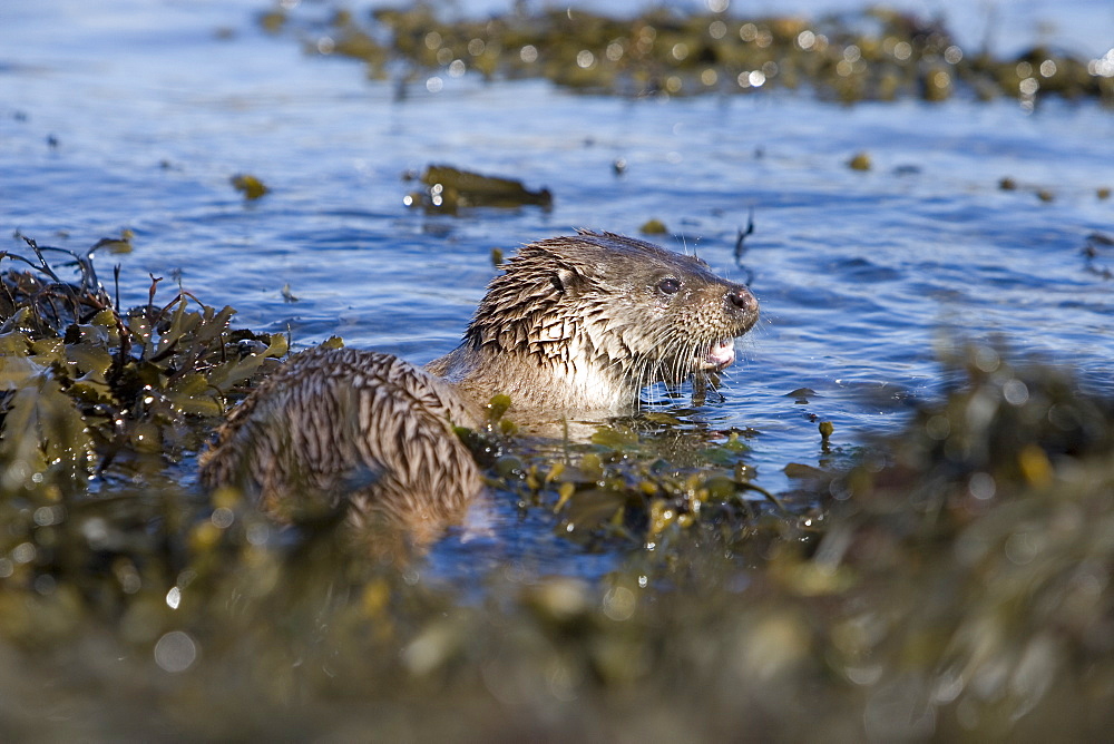 Eurasian river otter (Lutra lutra) having caught Greater spotted dogfish (Scyliorhinus stellaris). The otter took only the innards of the dogfish by opening a short section of skin behind the pectoral fin (see images under 'Greater spotted dogfish').  The rest of the fish, still alive, was left on the shore and never retrieved.  Perhaps the tough shark skin and battling fish are too much work when other food is plentiful? Hebrides, Scotland