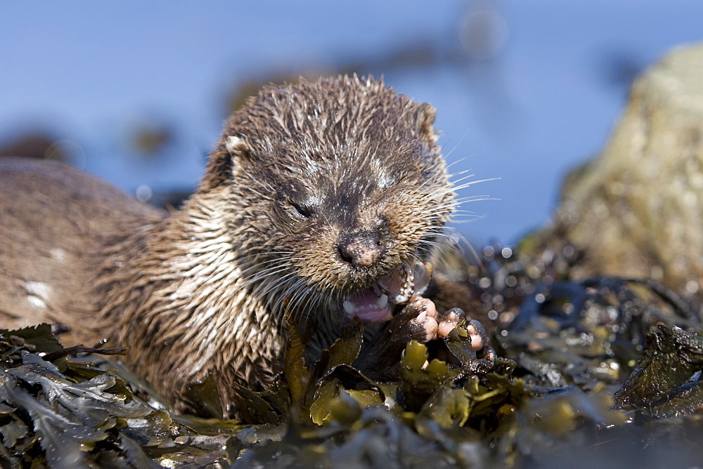 Eurasian river otter (Lutra lutra) eating fish, long-spined bullhead (Taurulus bubalis).  Hebrides, Scotland