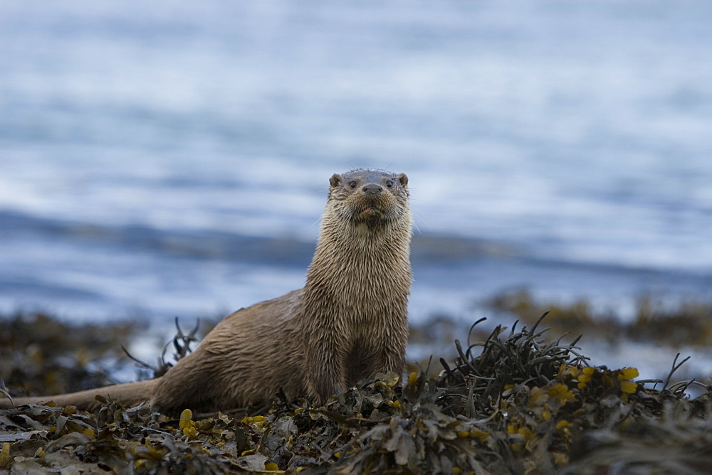 Eurasian river otter (Lutra lutra).  With her only cub nearby, this mother is displaying great alertness.  Hebrides, Scotland