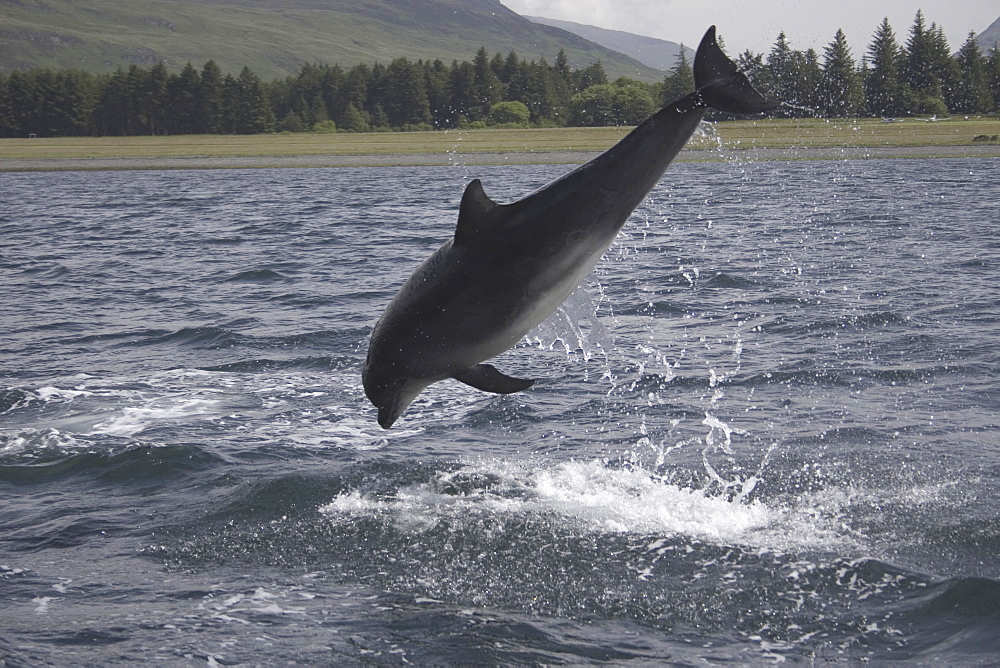 Common Bottlenose Dolphin (Tursiops truncatus truncatus). Hebrides, UK.