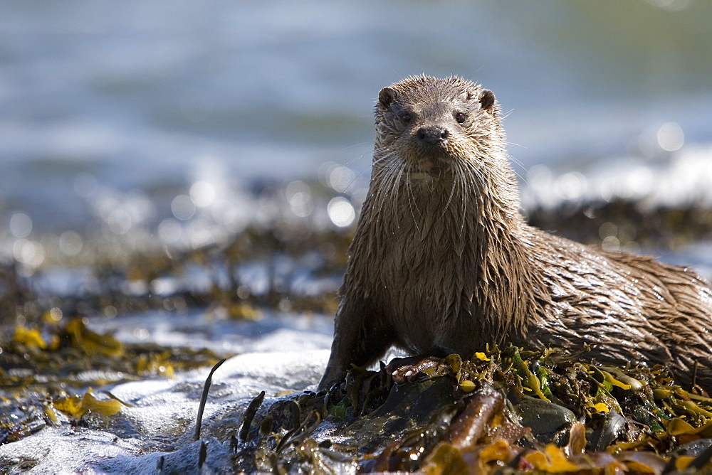 Eurasian river otter (Lutra lutra) in the marine environment to which they have adapted so successfully.  Hebrides, Scotland.