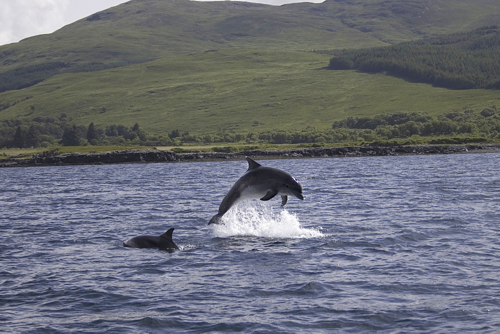 Common Bottlenose Dolphin (Tursiops truncatus truncatus). Hebrides, UK.