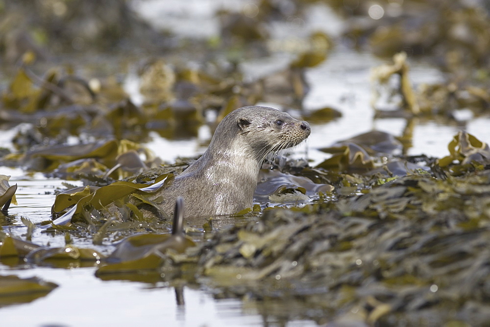 Eurasian river otter (Lutra lutra).  Otters in western Scotland have adapted well to life in a marine environment, though proximity to sources of fresh water is essential.  Hebrides, Scotland