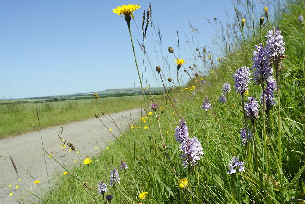 Common spotted orchids (Dactylorhiza fuchsii) and rough hawkbit (Leontodon hispidus) on the verge of track, Marlborough Downs, Wiltshire, England, United Kingdom, Europe