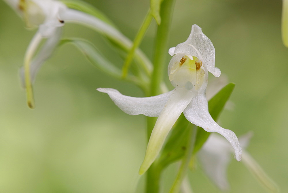 Greater butterfly orchid (Platanthera chlorantha) flowers, Gloucestershire, England, United Kingdom, Europe