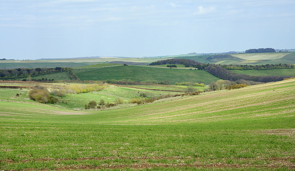 View over rolling Marlborough Downs farmland from the Ridgeway, Marlborough Downs, Wiltshire, England, United Kingdom, Europe