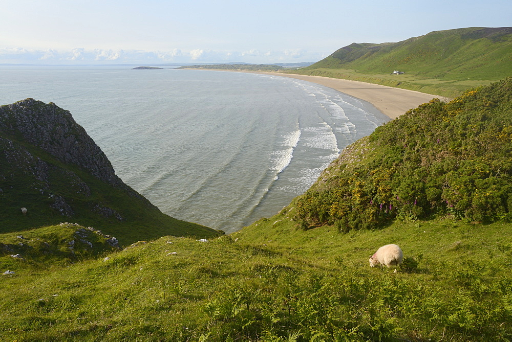 Sheep (Ovis aries) grazing cliff-top pastureland with Rhossili Bay beach in the background, The Gower Peninsula, Wales, United Kingdom, Europe