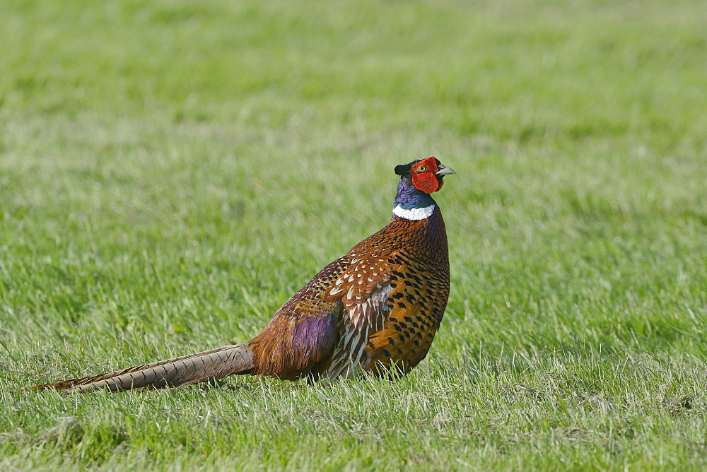 Cock pheasant (Phasianus colchicus) standing on grassland racehorse gallops, Marlborough Downs, Wiltshire, England, United Kingdom, Europe