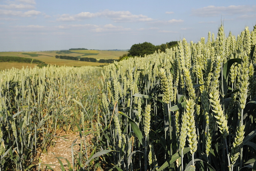 Ripening wheat crop (Tricticum aestivum) with the Ridgeway in the background, Marlborough Downs, Wiltshire, England, United Kingdom, Europe