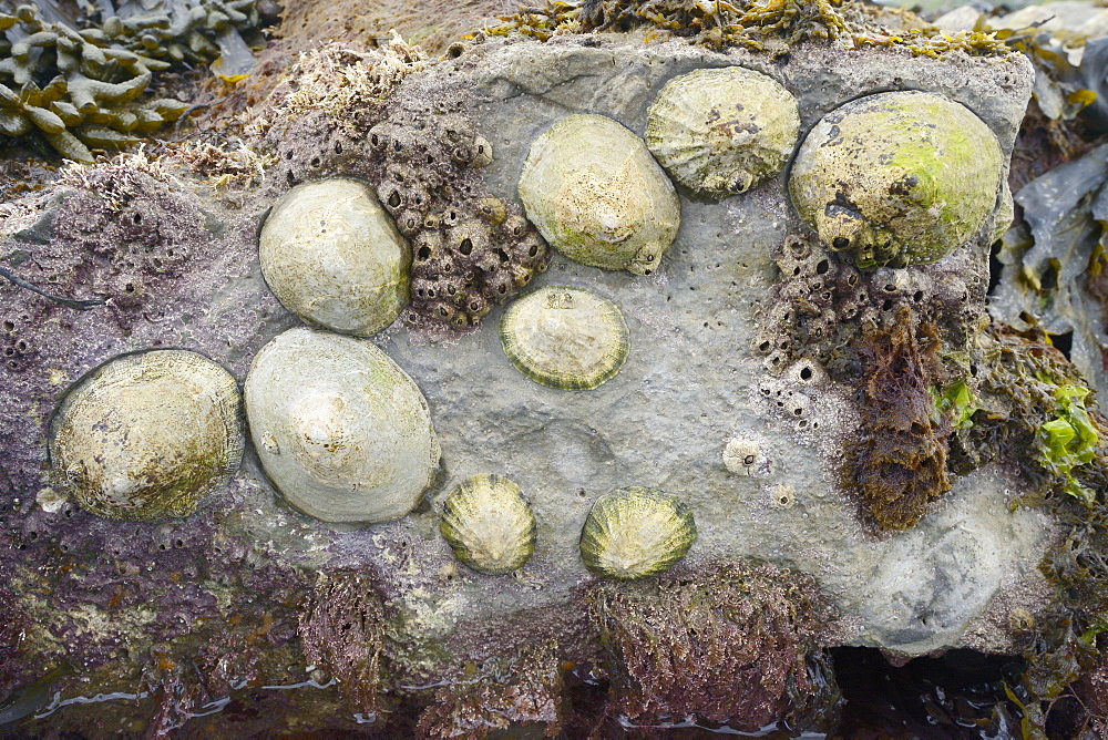 Common limpets (Patella vulgata) and acorn barnacles (Balanus perforatus) attached to rocks exposed at low tide, Dorset, England, United Kingdom, Europe