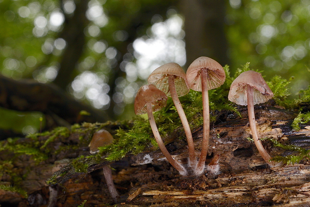 Bonnet mushrooms (Mycena sp.) growing from a rotting treestump in deciduous woodland, Gloucestershire, England, United Kingdom, Europe