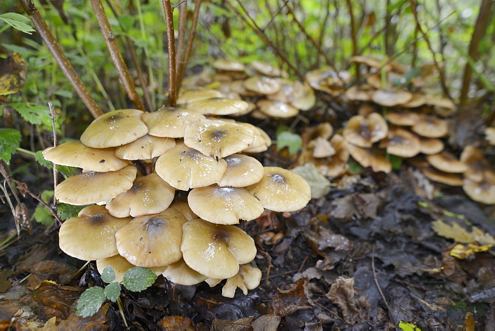 Clump of honey fungus (Armillaria mellea) growing among leaf litter in autumnal deciduous woodland, Gloucestershire, England, United Kingdom, Europe